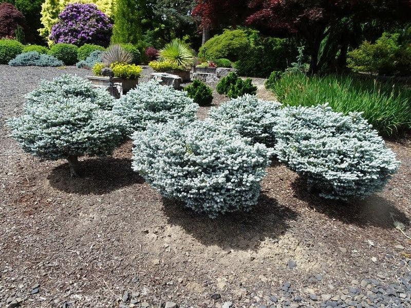 Abies Koreana 'kohout's Ice Breaker' - View 9 from www redcrocus com