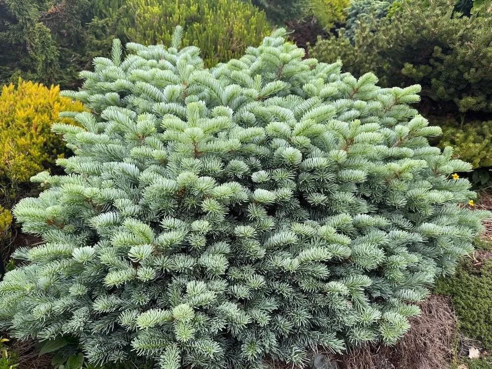 Abies Koreocarpa 'tannja' - View 11 from www redcrocus com