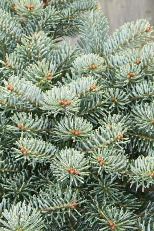 Abies Koreocarpa 'tannja' - View 12 from www redcrocus com