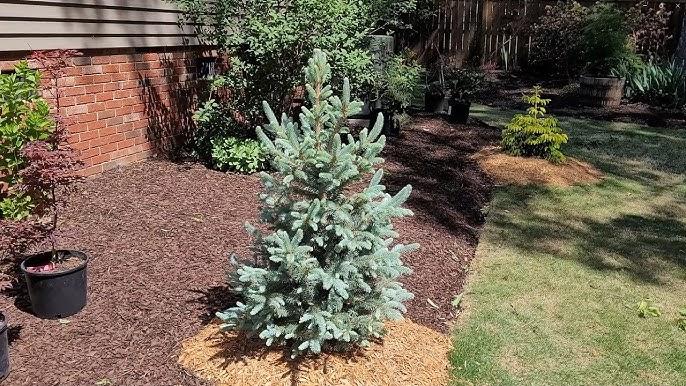 Abies Koreocarpa 'tannja' - View 13 from www redcrocus com