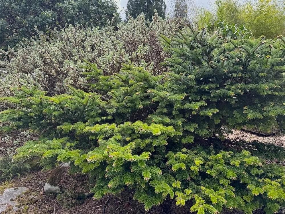 Abies Koreocarpa 'tannja' - View 17 from www redcrocus com