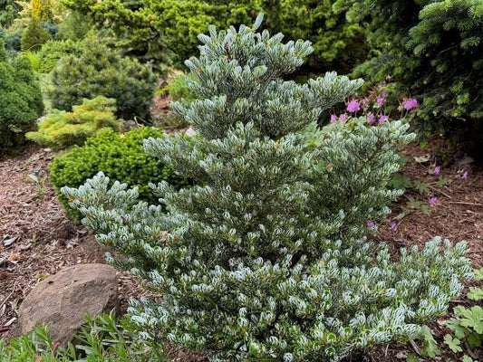 Abies Koreocarpa 'tannja' - View 20 from www redcrocus com
