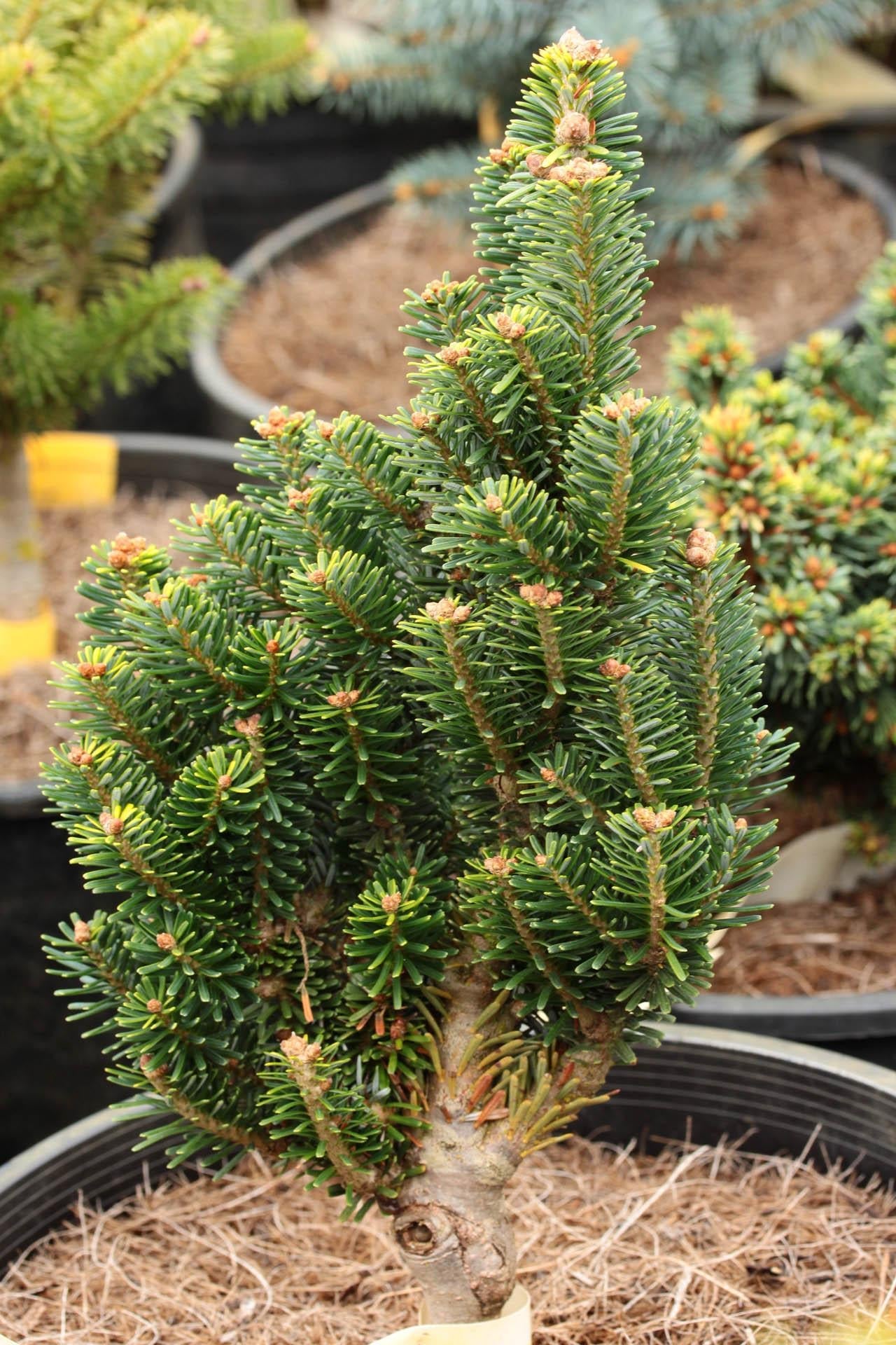 Abies Koreocarpa 'tannja' - View 27 from www redcrocus com