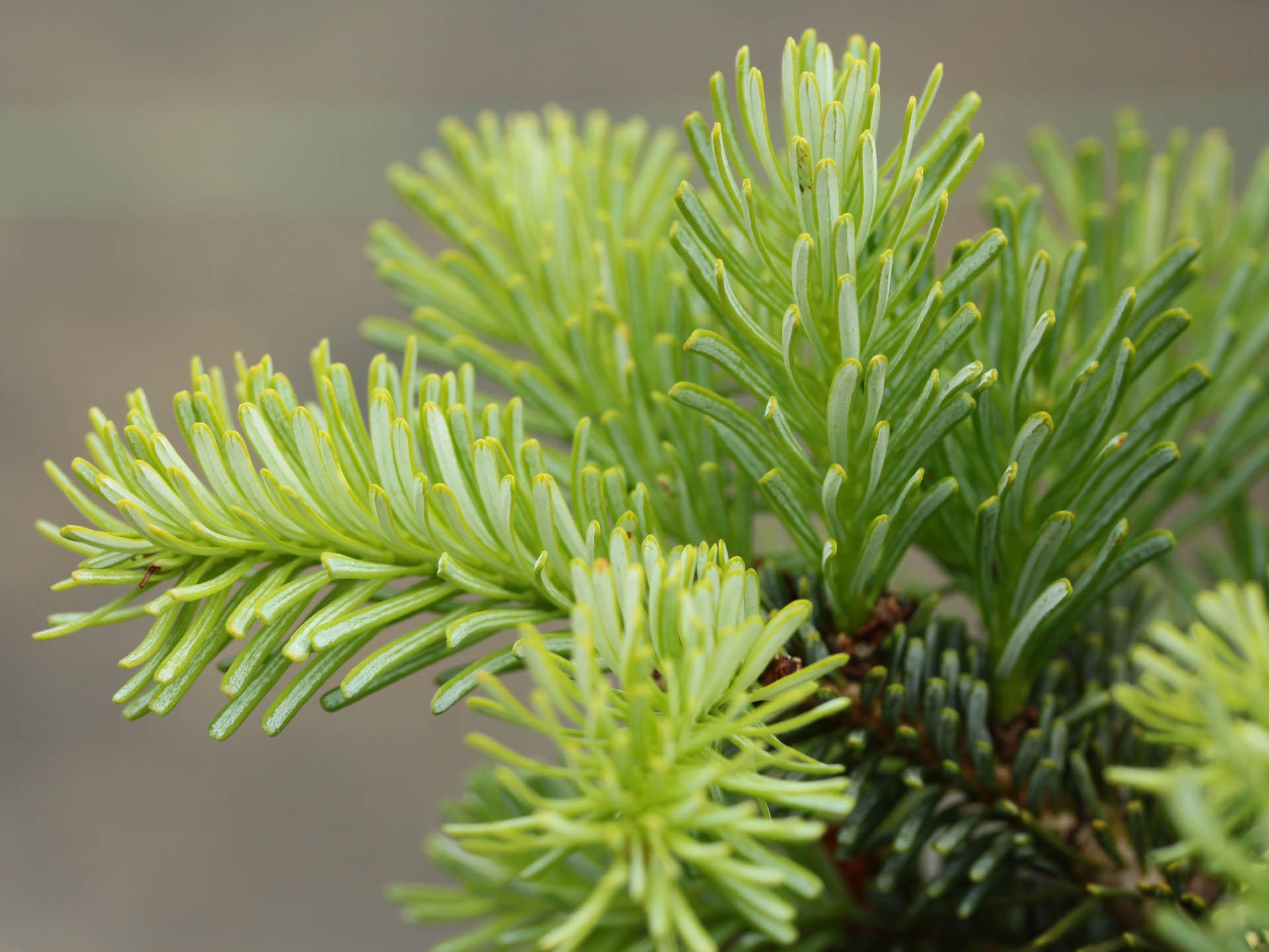 Abies Koreocarpa 'tannja' - View 6 from www redcrocus com