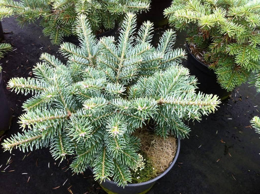 Abies Koreocarpa 'tannja' - View 9 from www redcrocus com