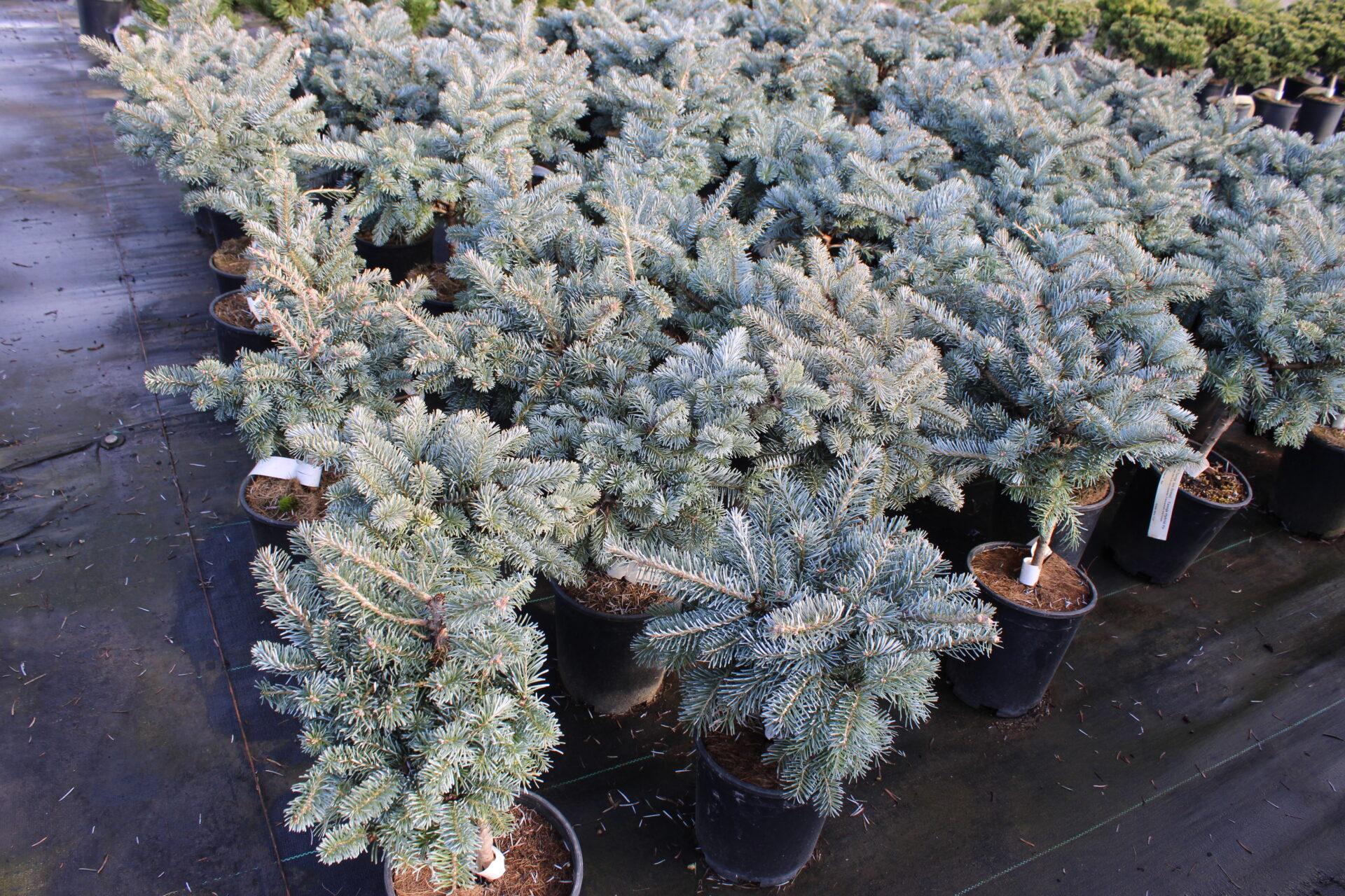 Abies Koreocarpa 'tannja' - View 1 from www redcrocus com