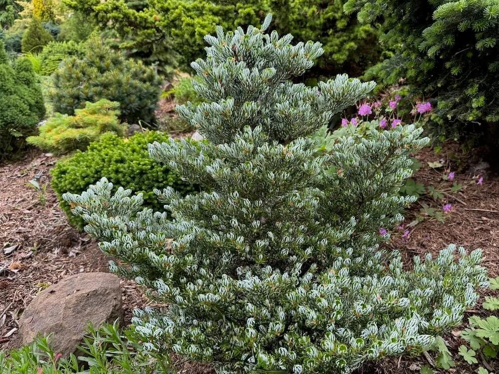 Abies Koreocarpa 'tannja' - View 20 from www redcrocus com