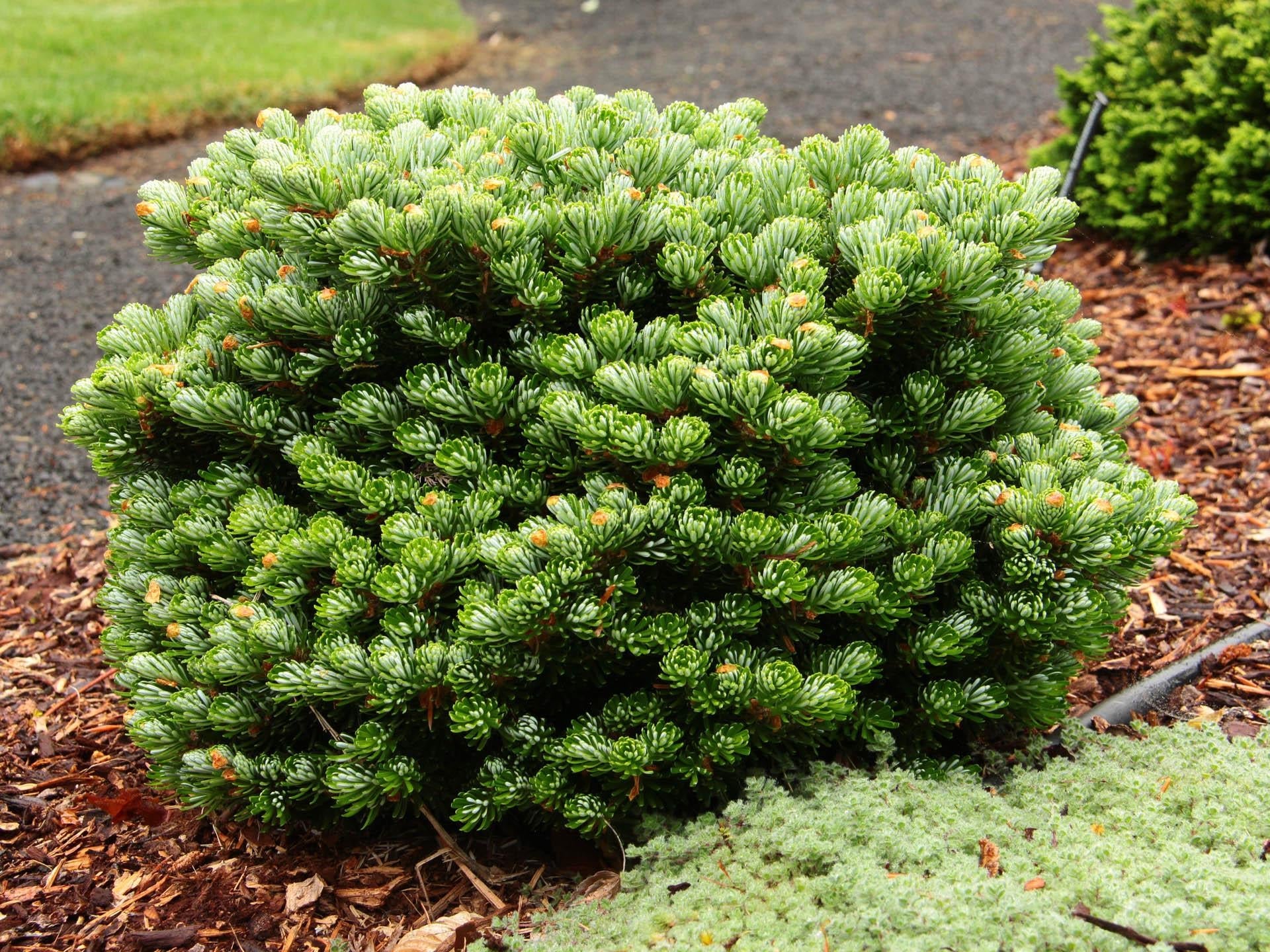 Abies Koreocarpa 'tannja' - View 25 from www redcrocus com