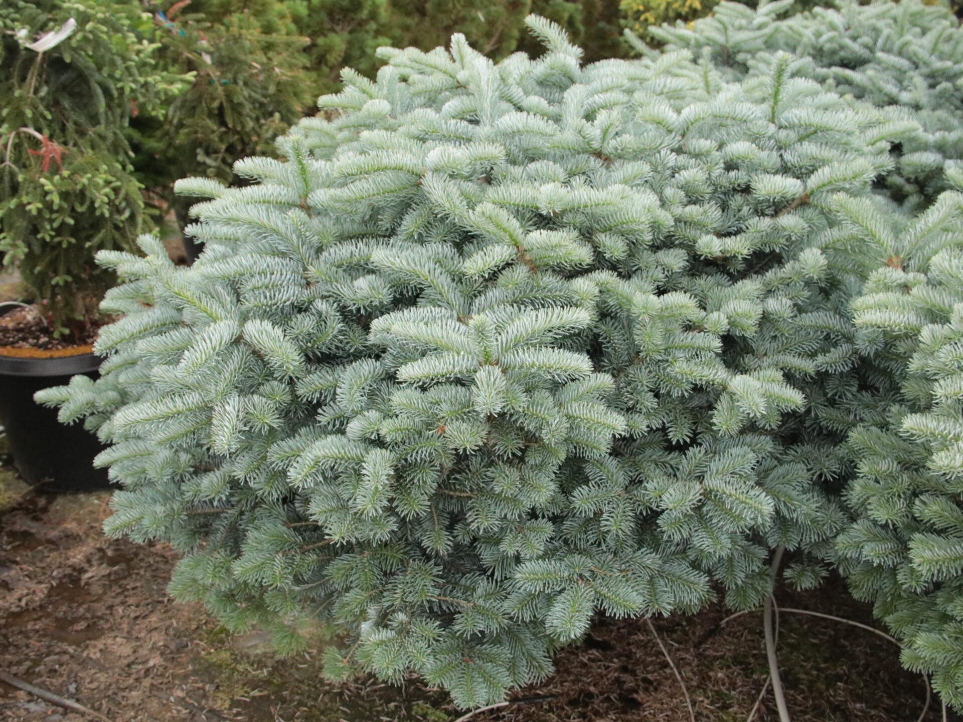 Abies Koreocarpa 'tannja' - View 2 from www redcrocus com