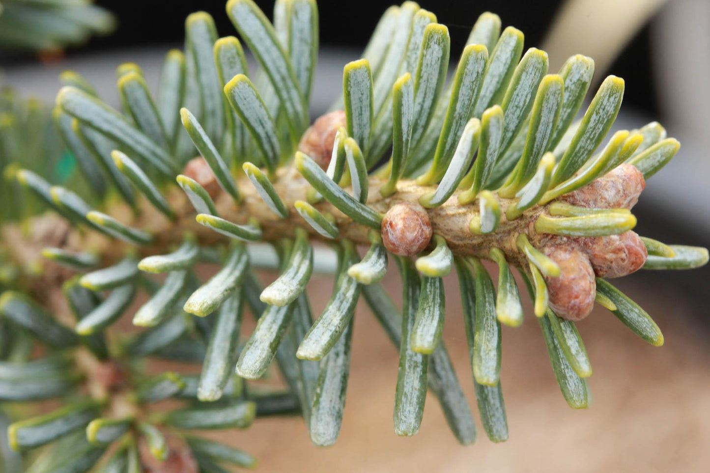 Abies Koreocarpa 'tannja' - View 4 from www redcrocus com