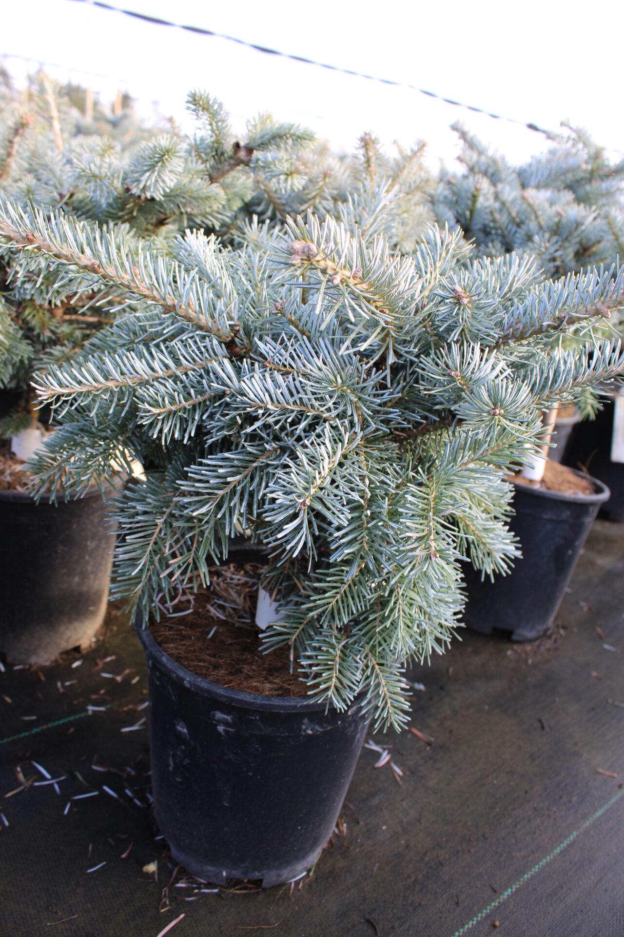 Abies Koreocarpa 'tannja' - View 7 from www redcrocus com