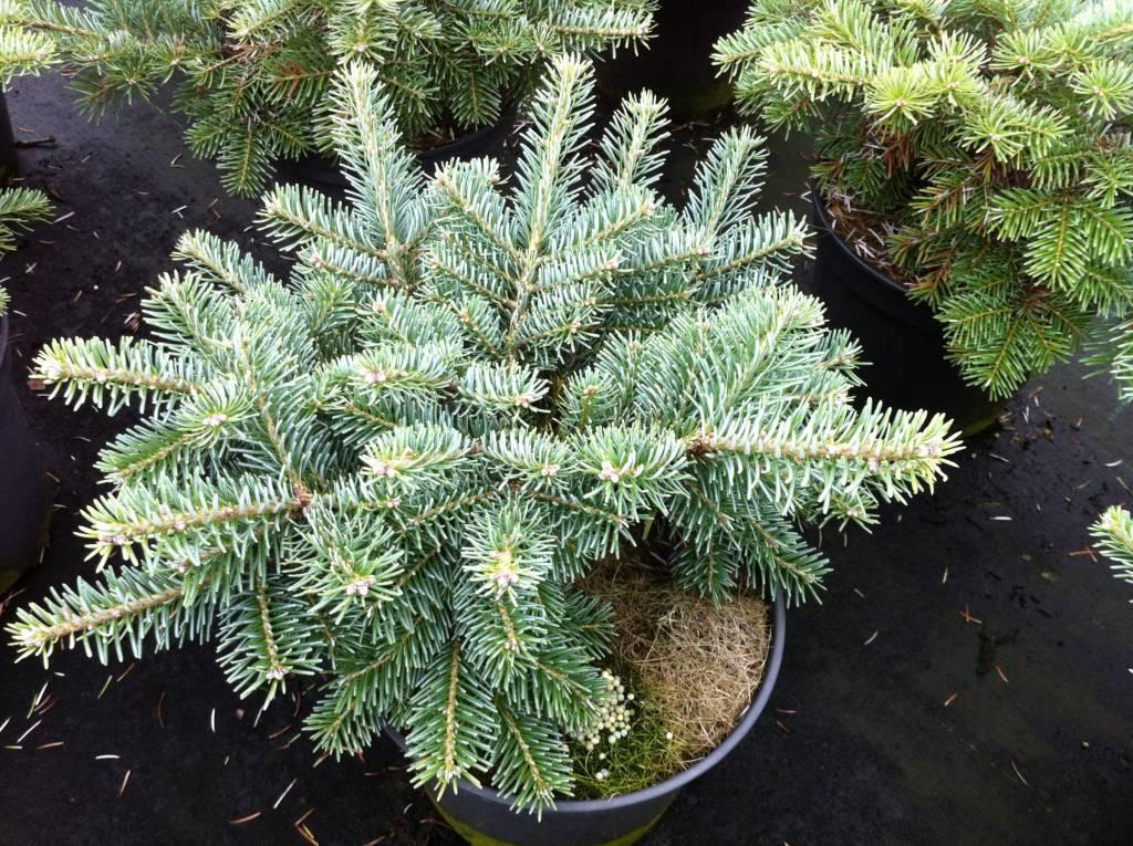 Abies Koreocarpa 'tannja' - View 9 from www redcrocus com