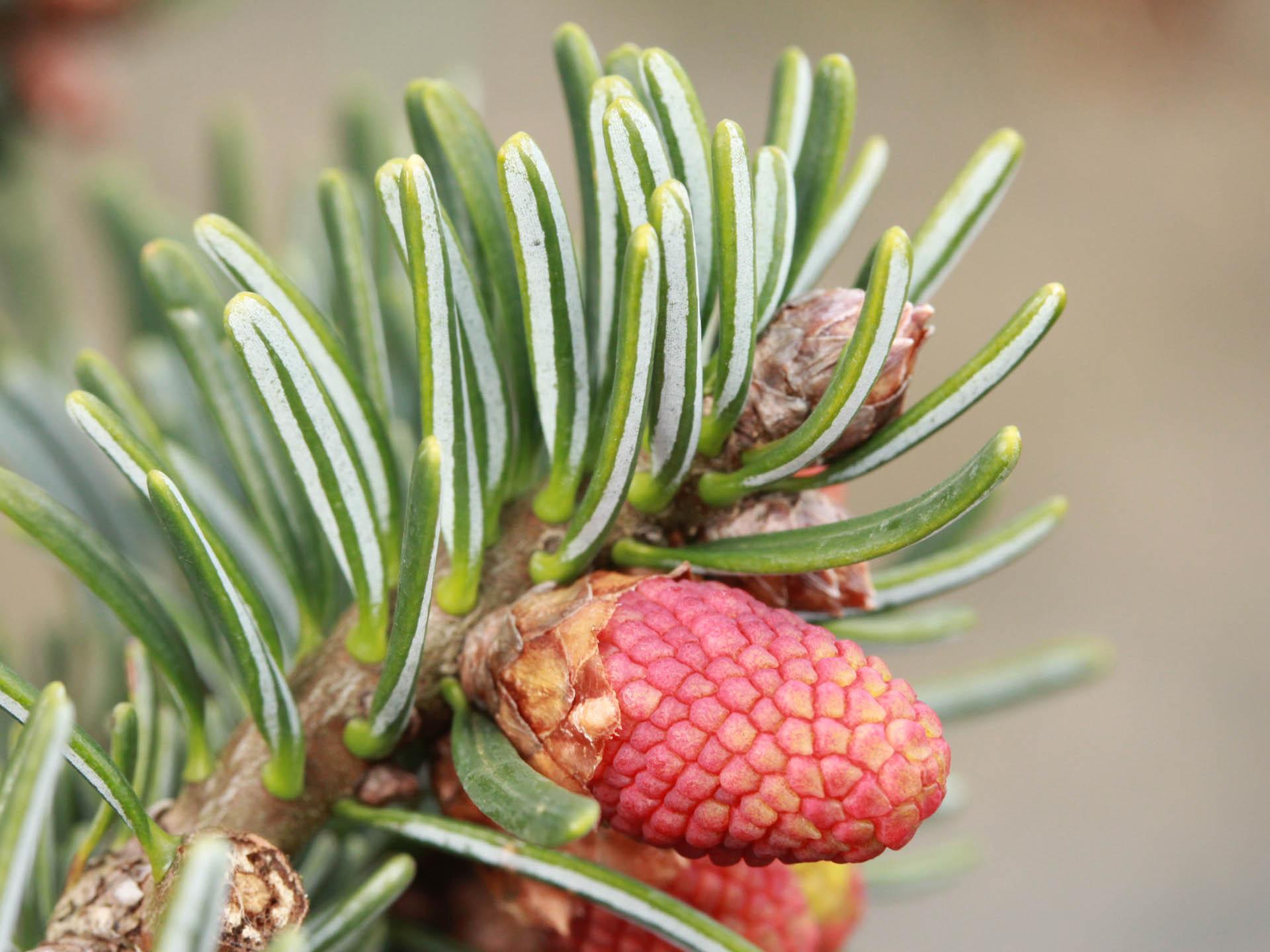 Abies Nordmanniana 'dobrichovice' - View 10 from www redcrocus com
