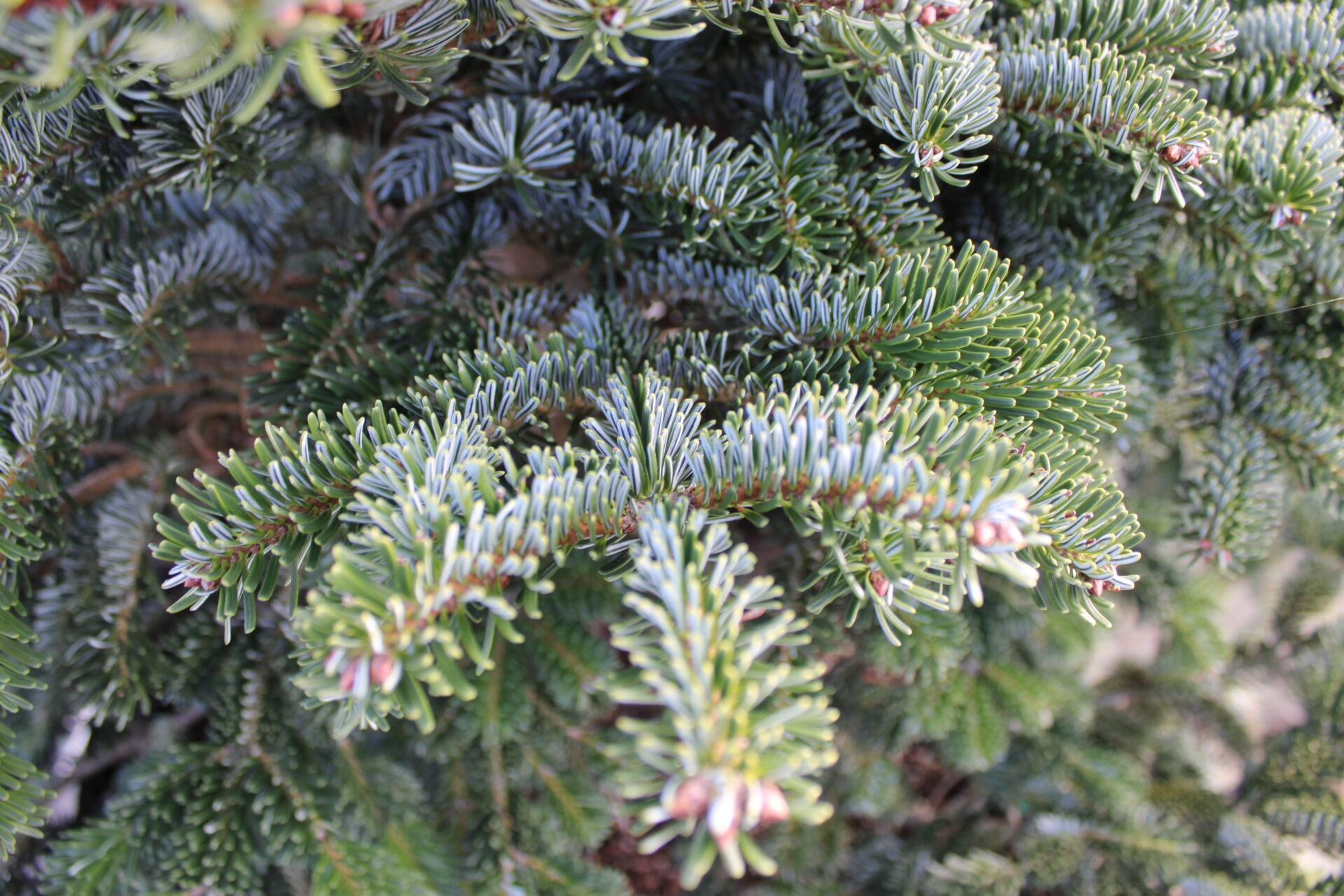 Abies Nordmanniana 'dobrichovice' - View 11 from www redcrocus com