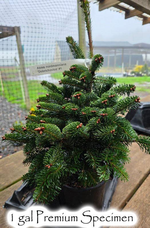 Abies Nordmanniana 'dobrichovice' - View 12 from www redcrocus com