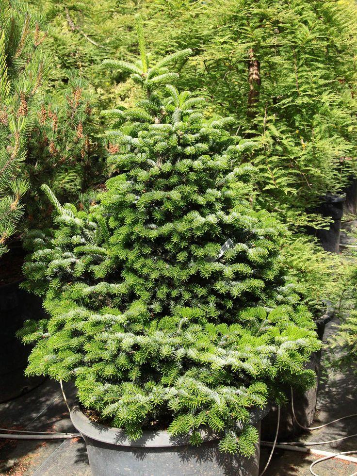 Abies Nordmanniana 'dobrichovice' - View 13 from www redcrocus com