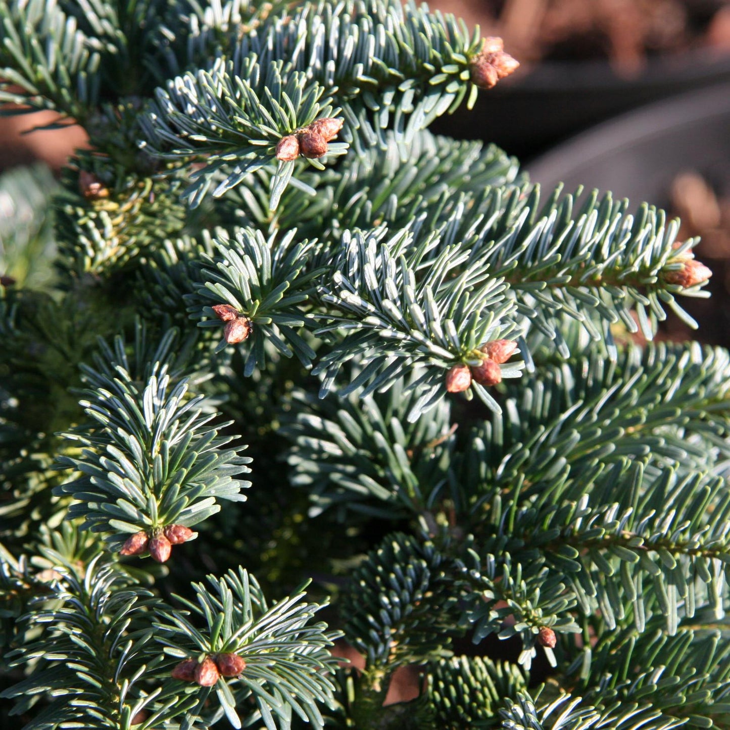 Abies Nordmanniana 'dobrichovice' - View 17 from www redcrocus com