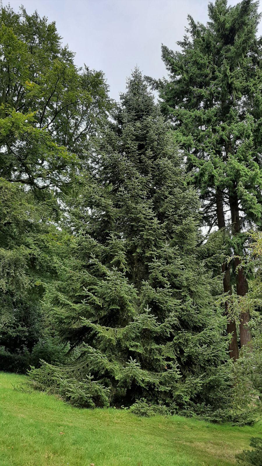 Abies Nordmanniana 'dobrichovice' - View 19 from www redcrocus com