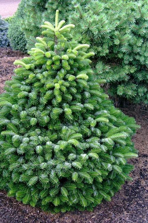 Abies Nordmanniana 'dobrichovice' - View 1 from www redcrocus com
