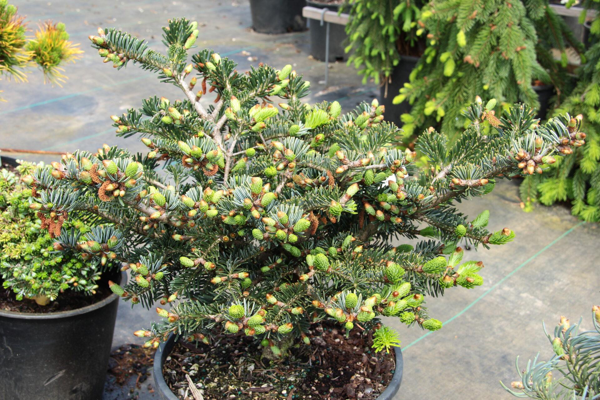 Abies Nordmanniana 'dobrichovice' - View 20 from www redcrocus com