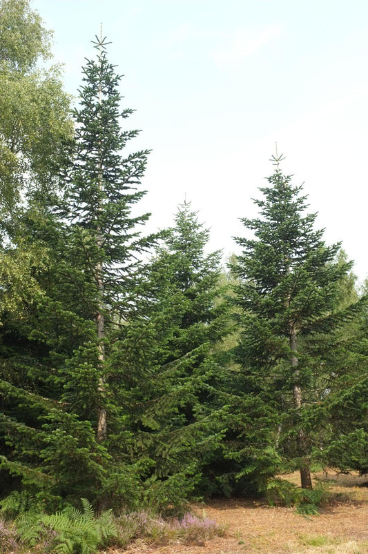 Abies Nordmanniana 'dobrichovice' - View 21 from www redcrocus com