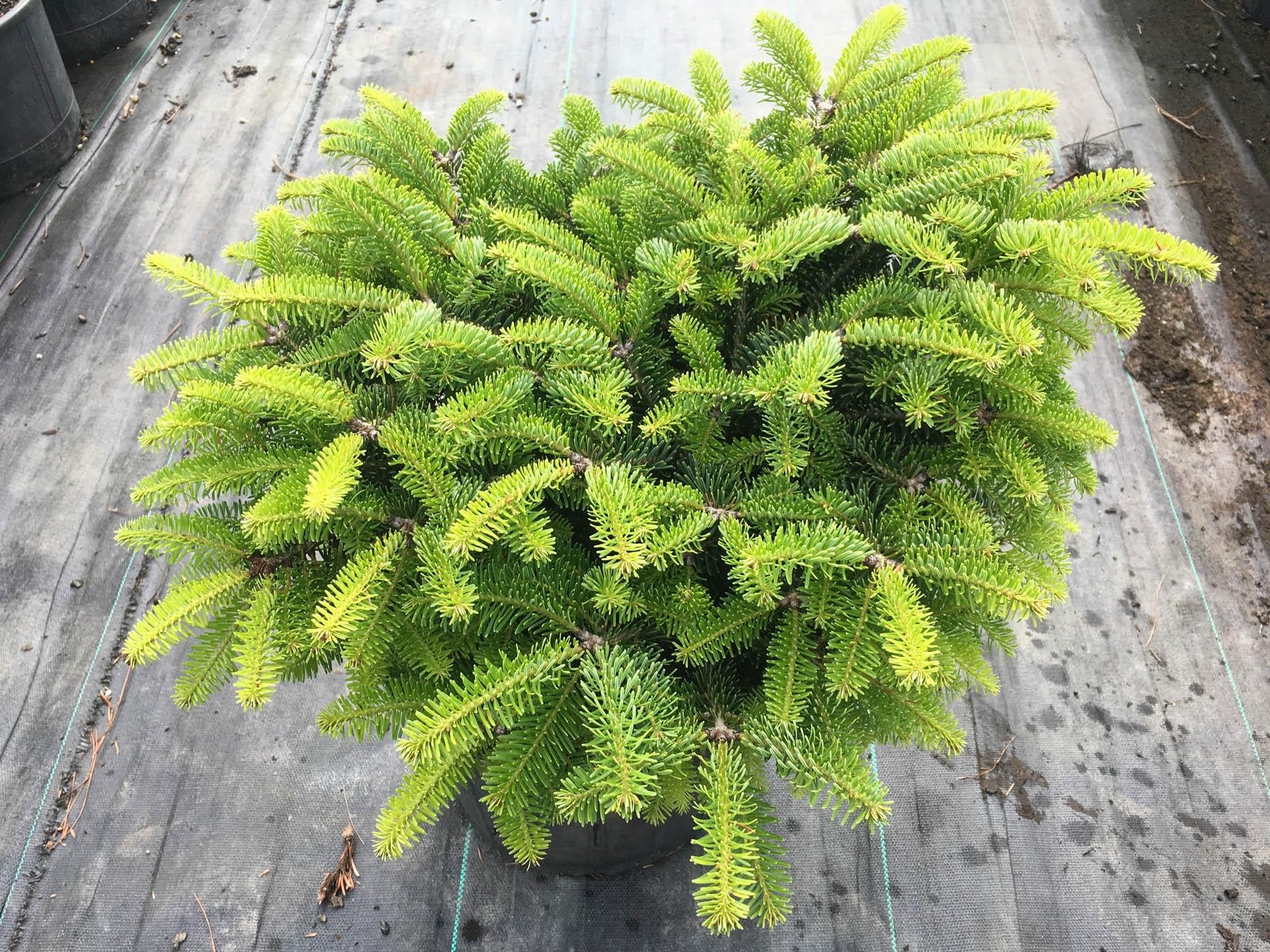 Abies Nordmanniana 'dobrichovice' - View 24 from www redcrocus com