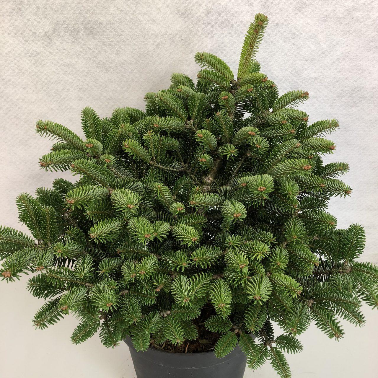 Abies Nordmanniana 'dobrichovice' - View 28 from www redcrocus com