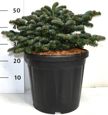Abies Nordmanniana 'dobrichovice' - View 29 from www redcrocus com