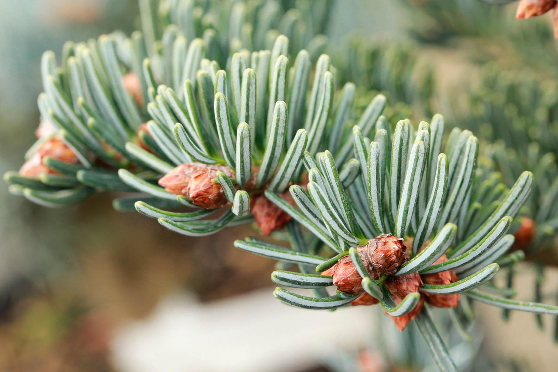 Abies Nordmanniana 'dobrichovice' - View 2 from www redcrocus com