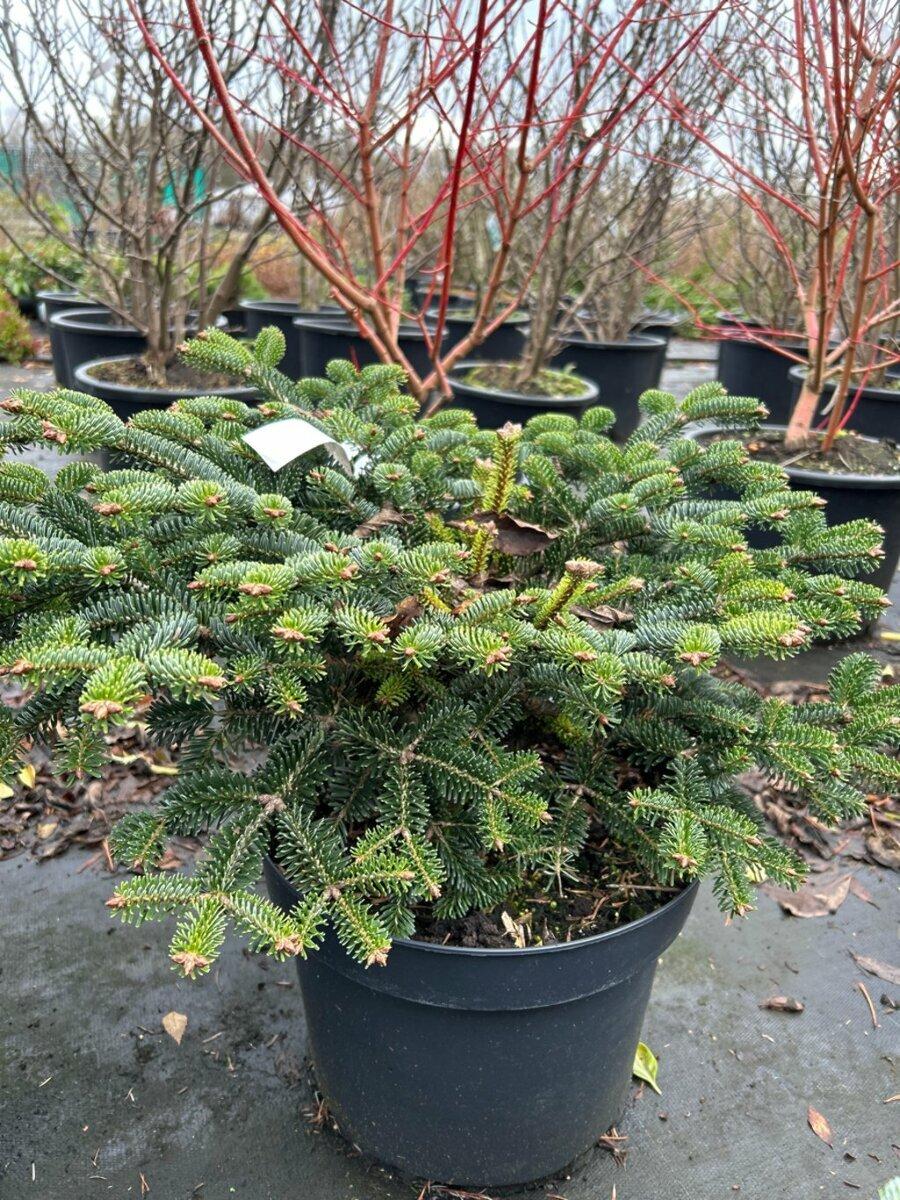 Abies Nordmanniana 'dobrichovice' - View 31 from www redcrocus com