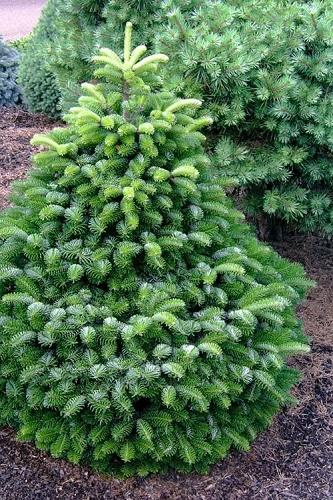 Abies Nordmanniana 'dobrichovice' - View 34 from www redcrocus com