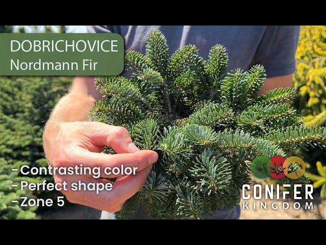 Abies Nordmanniana 'dobrichovice' - View 3 from www redcrocus com