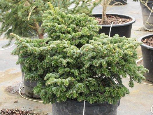 Abies Nordmanniana 'dobrichovice' - View 4 from www redcrocus com