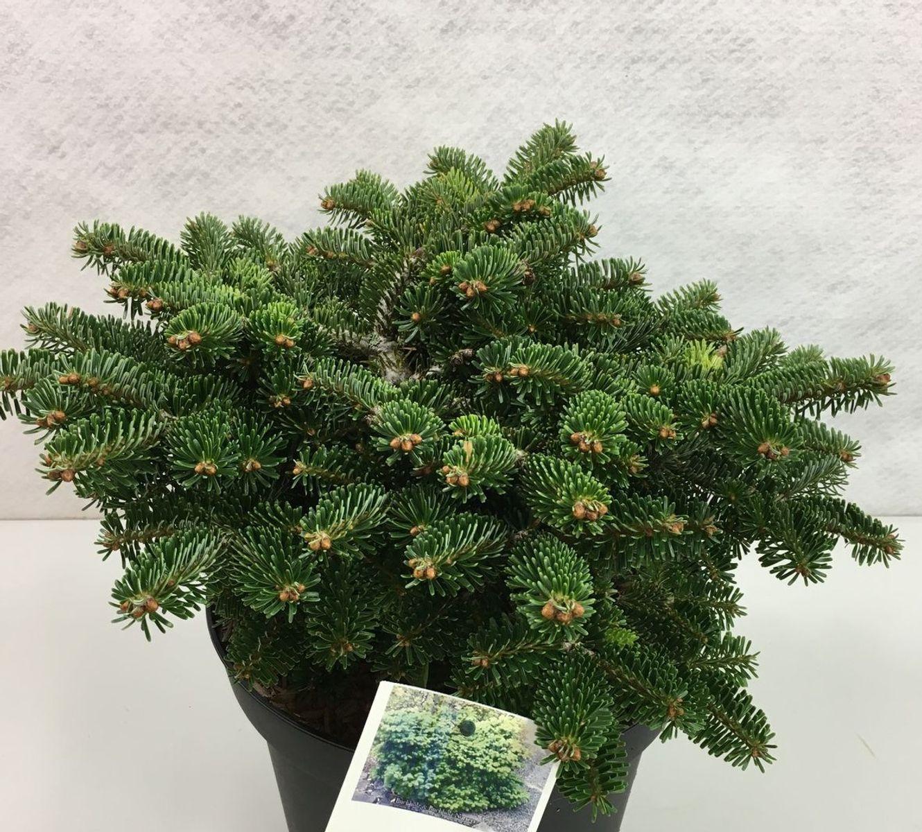 Abies Nordmanniana 'dobrichovice' - View 6 from www redcrocus com