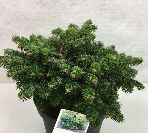 Abies Nordmanniana 'dobrichovice' - View 8 from www redcrocus com