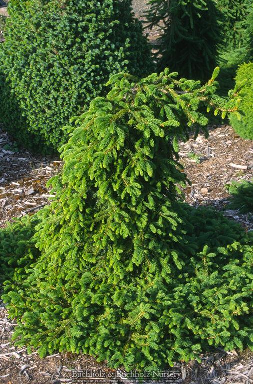 Picea Abies 'farnsburg' - View 16 from www redcrocus com