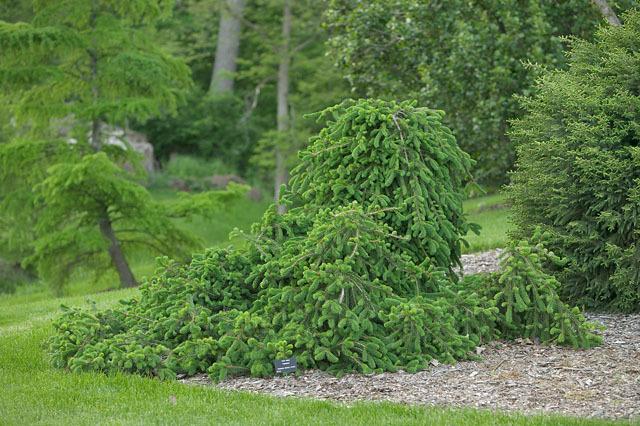 Picea Abies 'farnsburg' - View 18 from www redcrocus com