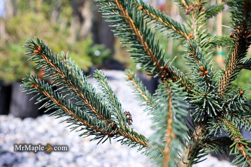 Picea Abies 'farnsburg' - View 20 from www redcrocus com