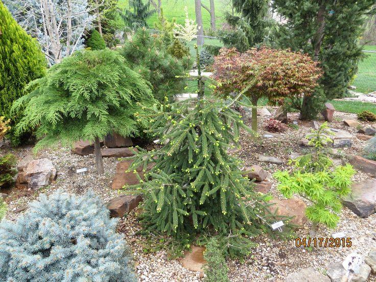 Picea Abies 'farnsburg' - View 25 from www redcrocus com
