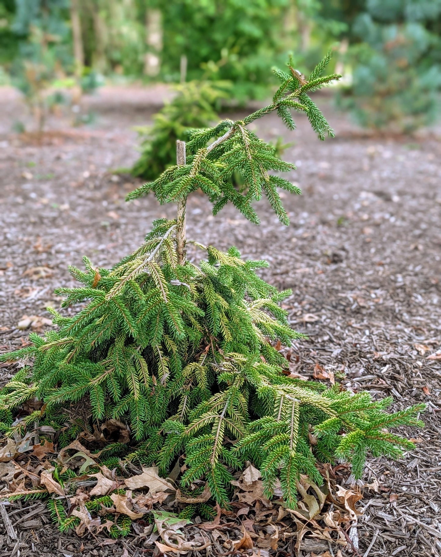 Picea Abies 'farnsburg' - View 27 from www redcrocus com