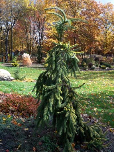 Picea Abies 'farnsburg' - View 28 from www redcrocus com