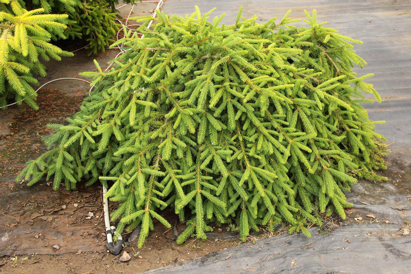 Picea Abies 'farnsburg' - View 2 from www redcrocus com
