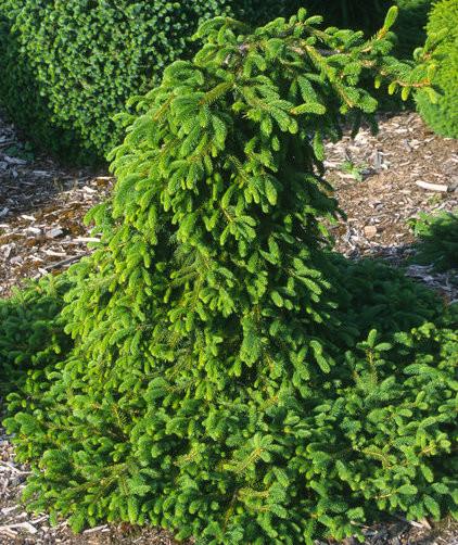 Picea Abies 'farnsburg' - View 30 from www redcrocus com