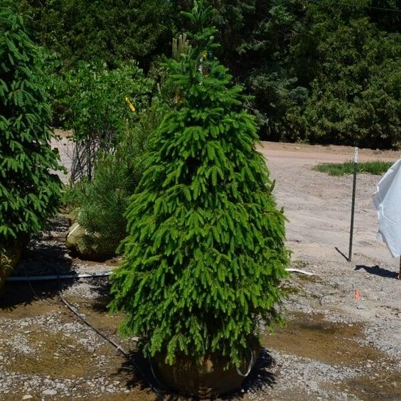 Picea Abies 'farnsburg' - View 31 from www redcrocus com
