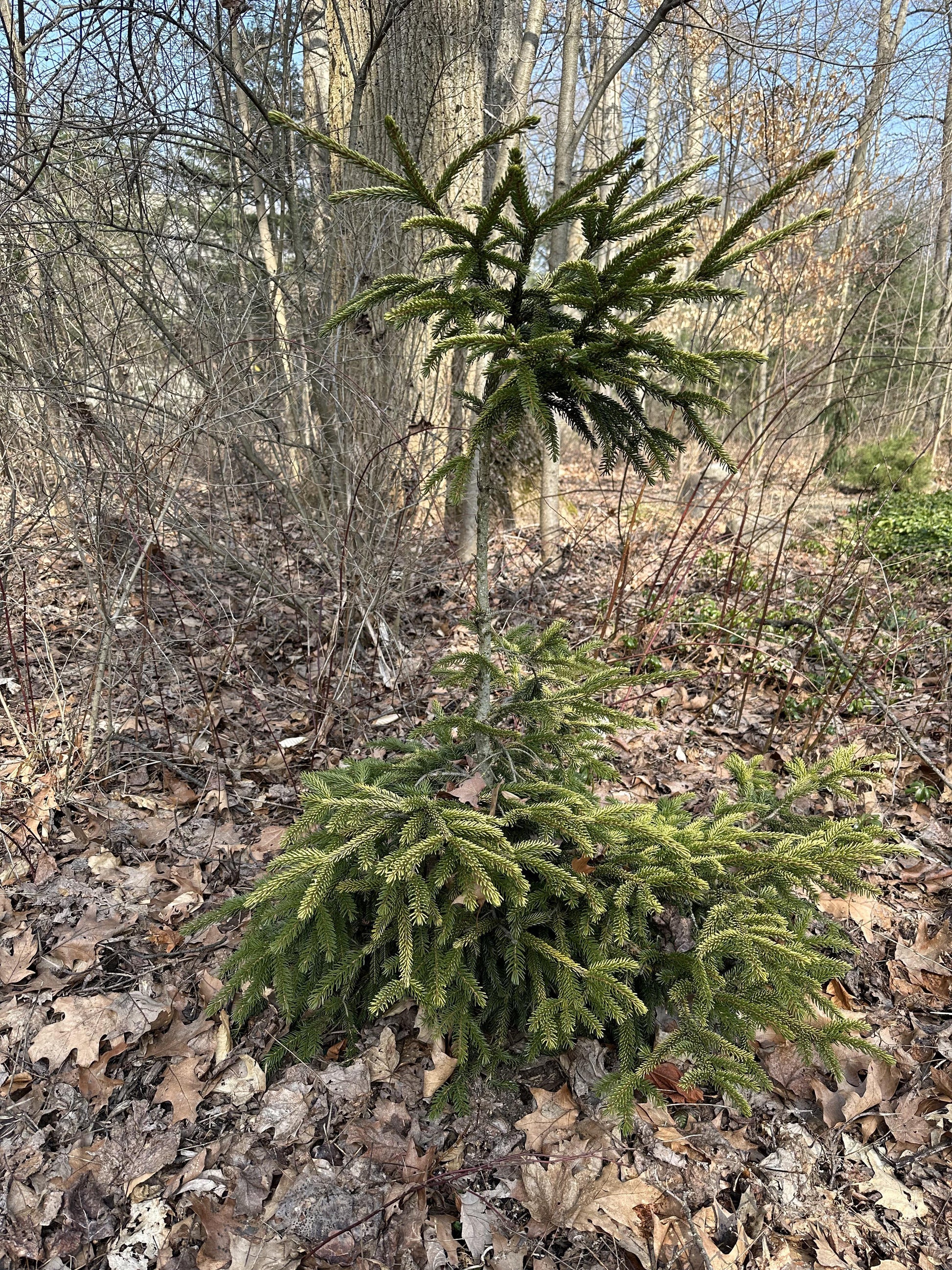 Picea Abies 'farnsburg' - View 32 from www redcrocus com