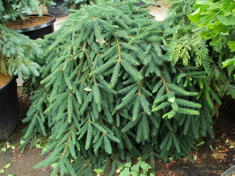 Picea Abies 'farnsburg' - View 3 from www redcrocus com