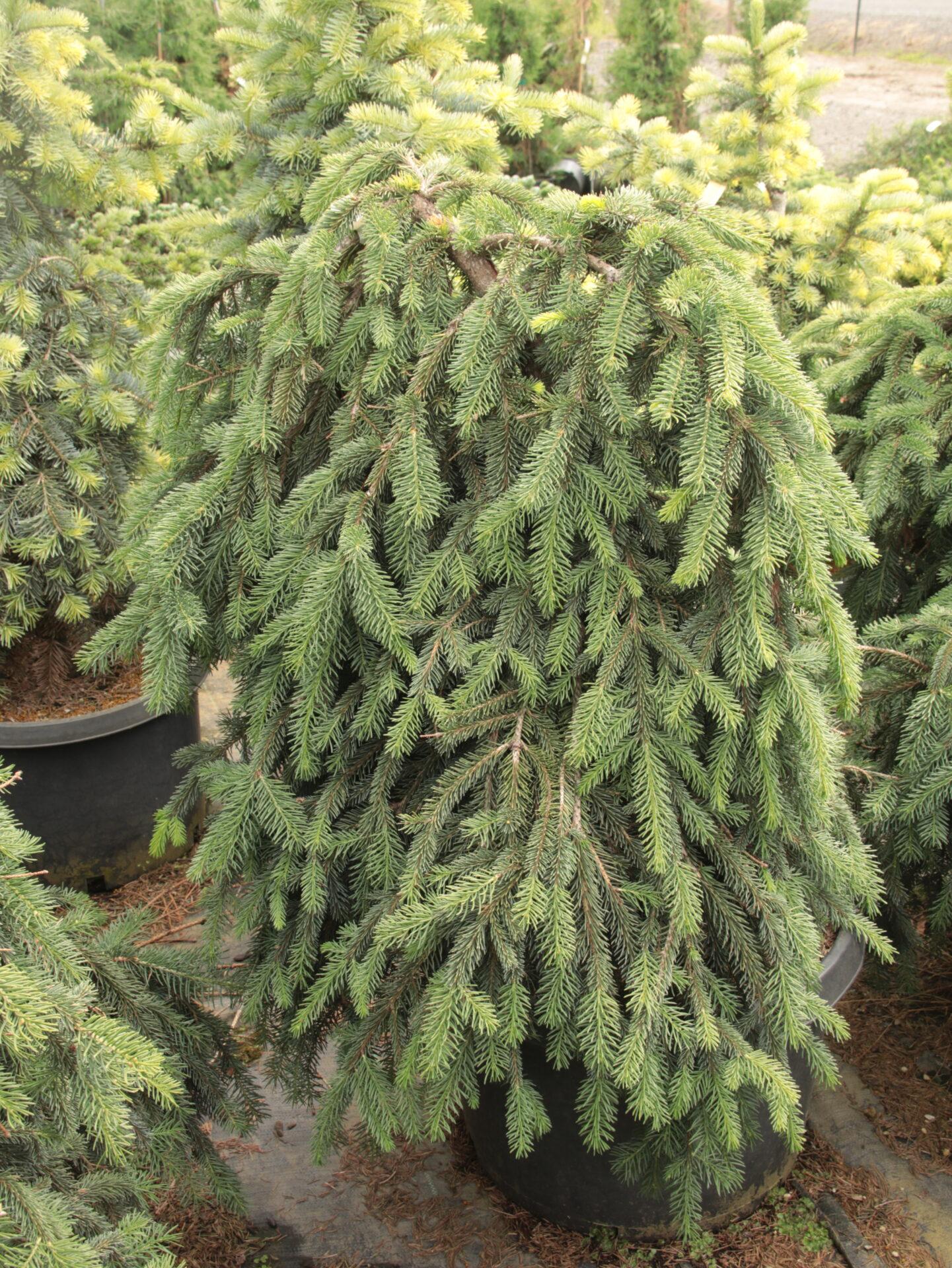 Picea Abies 'farnsburg' - View 4 from www redcrocus com