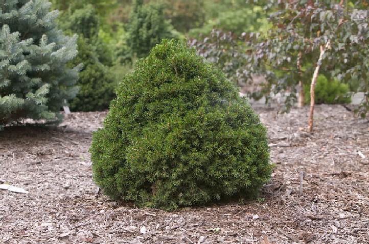 Picea Abies 'tompa' - View 11 from www redcrocus com