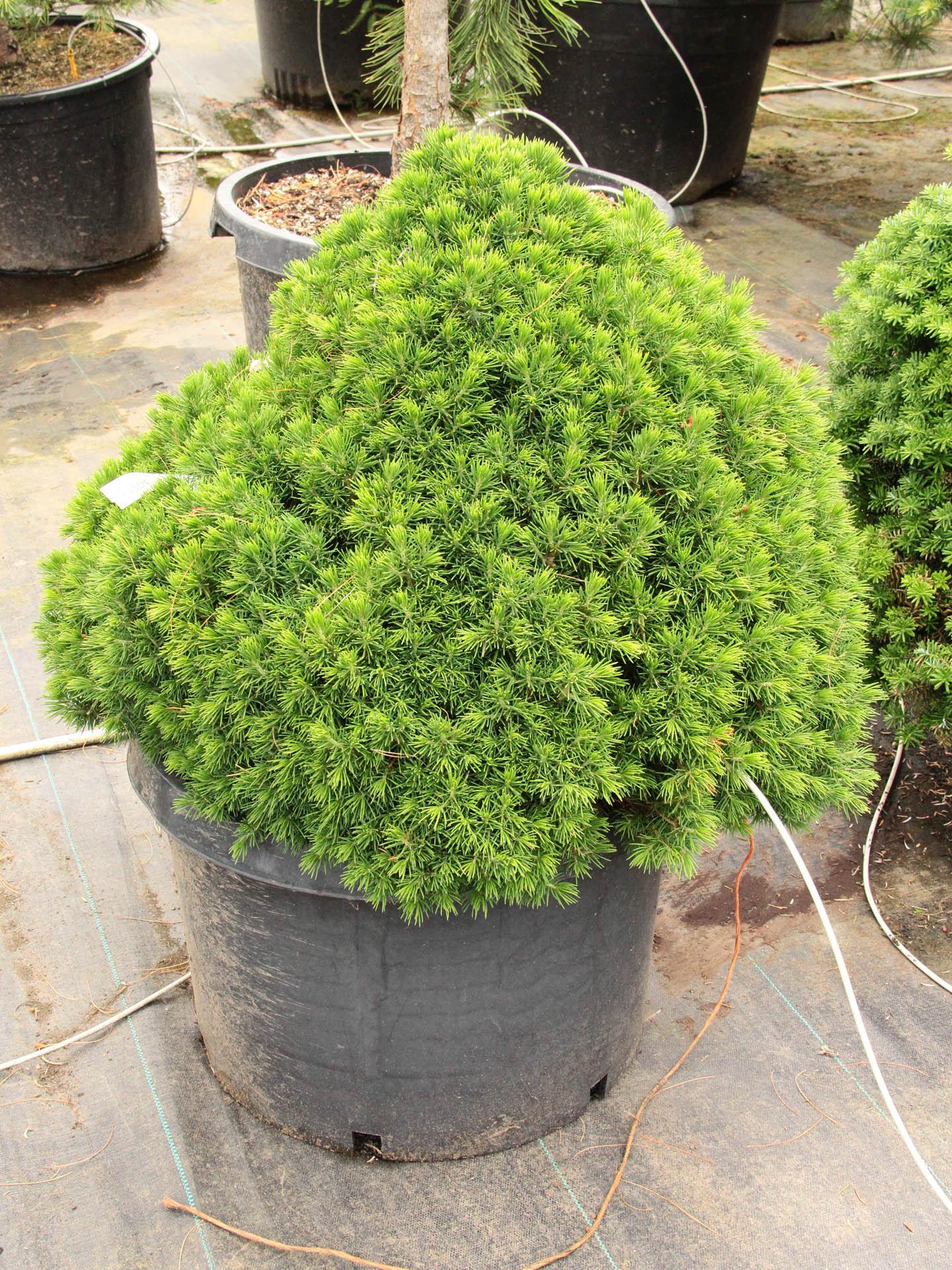 Picea Abies 'tompa' - View 13 from www redcrocus com
