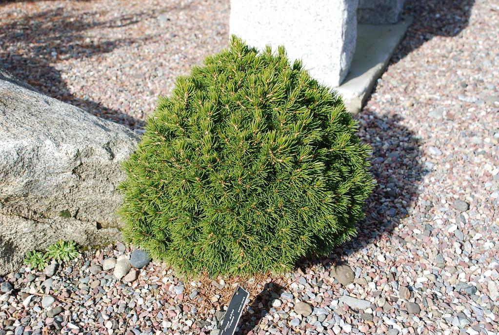 Picea Abies 'tompa' - View 14 from www redcrocus com